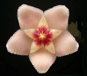 mum çiçeği
