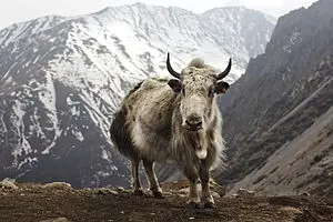 tibet sığırı