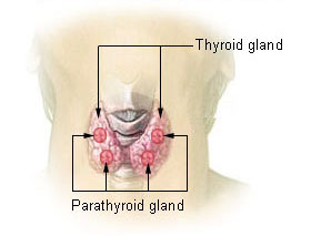 tiroid bezi