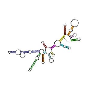 Ribozomal RNA