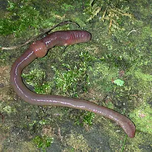 Annelid
