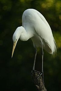 Egretta alba