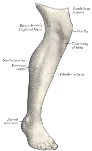 bacak