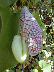 Aristolochiaceae