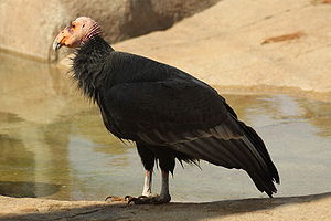 Kaliforniya kondoru