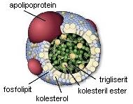 Lipoproteinler