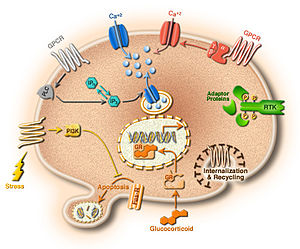 Hücre biyolojisi
