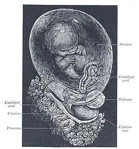 Fetal