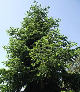 Abies nordmanniana ssp.equi-trojani