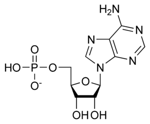Adenozin monofosfat