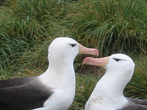 Albatrosgiller