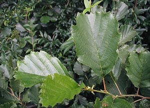 Alnus glutinosa subsp.glutinosa