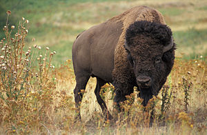 Amerikan bizonu