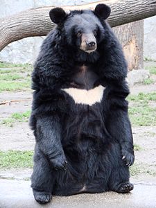 Asya siyah ayısı