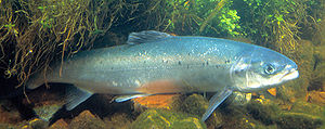 Atlantik somon balığı