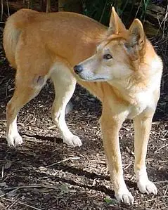 Avustralya yaban köpeği