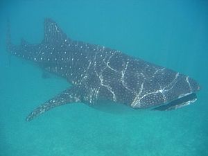 Balina köpekbalığı