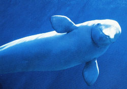 Beluga balinası