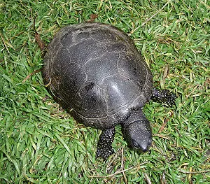 Benekli Kaplumbağa