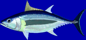 Beyaz ton balığı
