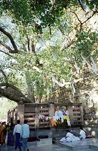 Bodhi ağacı