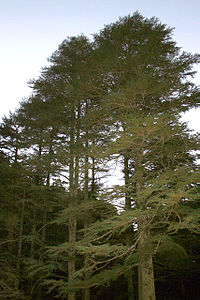 Cedrus brevifolia
