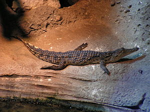 Crocodilidae