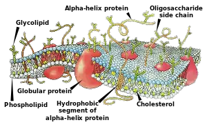 Ekstrinsik Proteinler