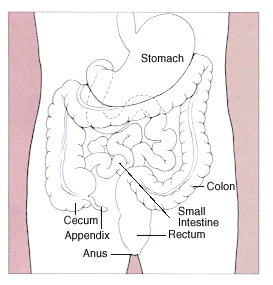 Gastrointestinal boru