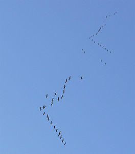 Göçmen kuşları