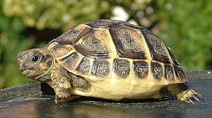 Herman Kaplumbağası