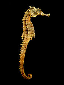Hippocampus (balık)