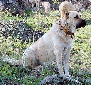 Kangal (Karabaş) Köpeği