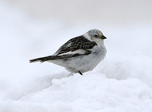 Kar kiraz kuşu