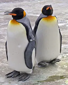 Kral penguen