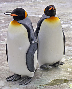 Kral pengueni