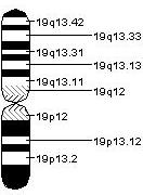 Kromozom 19