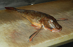 Kırlangıç (balık)