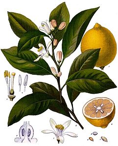 Limon (ağaç)
