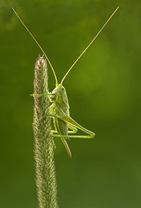 Locusta viridissima