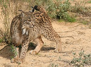 Lynx pardinus