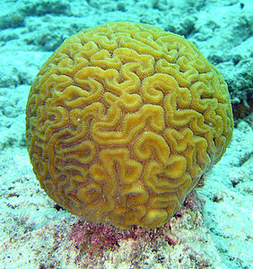 Mercan (koral)