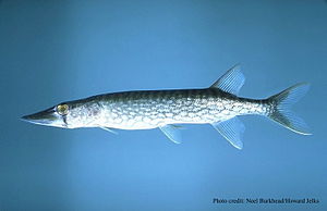 Niger turna balığı