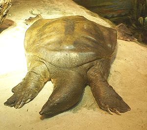 Nil yumuşak kabuklu kaplumbağası