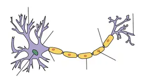 Nöronlar