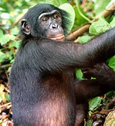 Pigme şempanze
