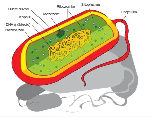 Prokaryotik hücre