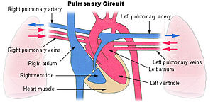 Pulmoner Hipertansiyon