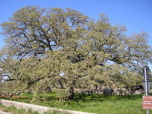 Quercus ithaburensis ssp.macrolepis
