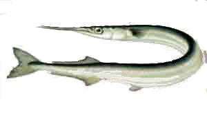 Sargan balığı